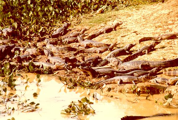 A collection of alligators along the Transpantaneira Road,  Pantanal of Mato Grosso, Brazil.