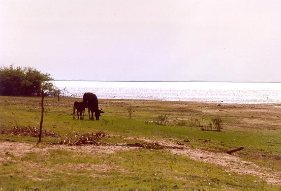 Lagoa Chacoror, near Cuiaba, Mato Grosso, Brazil. 