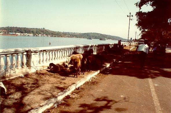 Mondavi river, at Panjim, Goa, India (1992).