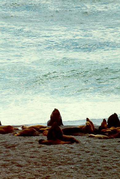 Sea lions at Caleta Valdez, in the Chubut Peninsula