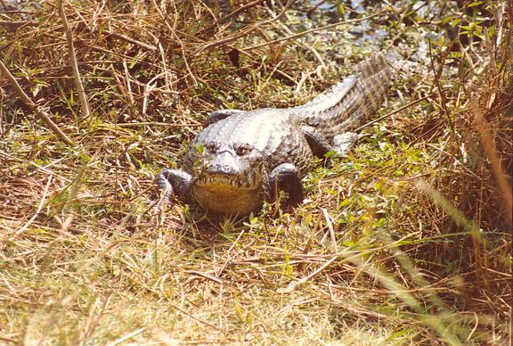 Caiman (Caiman cocodrilus yacare) in the Pantanal of Mato Grosso, Brazil  (1990)