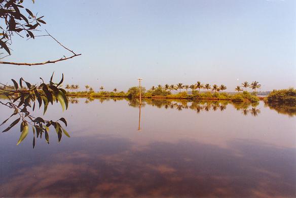 Estuary of the Mondavi river, Goa, India (1992). 