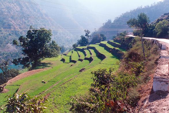 Agricultural terraces in the Himalayas, Uttaranchal, India (2003).  