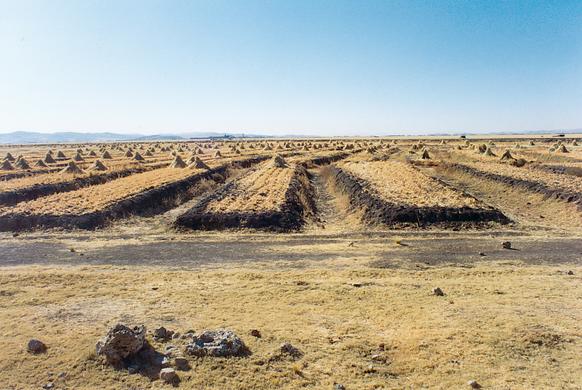 Ancient agricultural hummocks in the Altiplano, near Lake Titicaca, Peru (1995). 