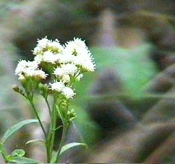 La flor del huatamote.